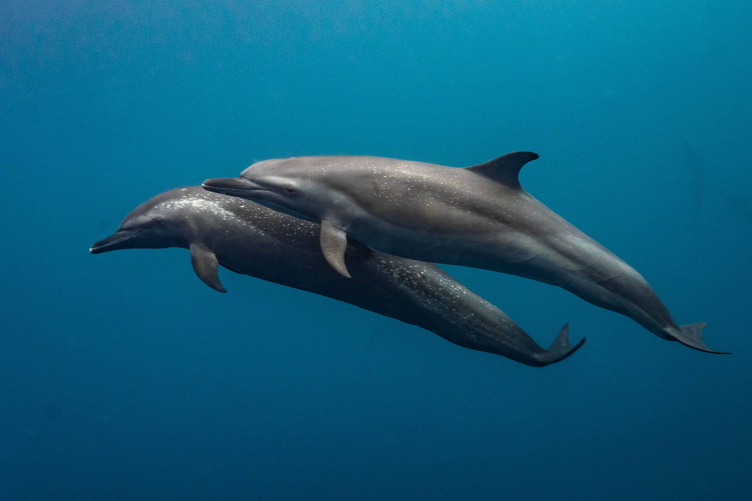 La Ventana Dive Center (7)